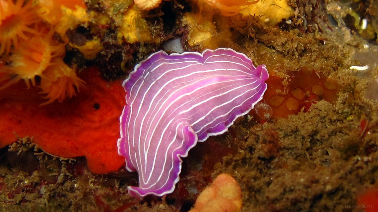 010 Ver plat rose (Prostheceraeus roseus).JPG - Ver plat rose (Prostheceraeus roseus)